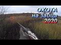 Охота на зайца 2020. Первые трофеи и первые промахи сезона