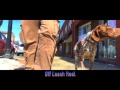 Long Island Dog Trainer / Westchester Dog Trainers - German Short-haired Pointer, Woody Long Island Dog Trainer / Westchester Dog Trainers - German Short-haired Pointer, Woody