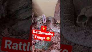 Why RATTLESNAKES Take Forever To Eat! Rattlesnake feeding w/ frozen thawed prey 🐍 #snakes
