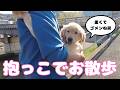 成長しすぎた2か月のゴルパピのために、流石にスリング買いました😂 社会化のために外をお散歩!