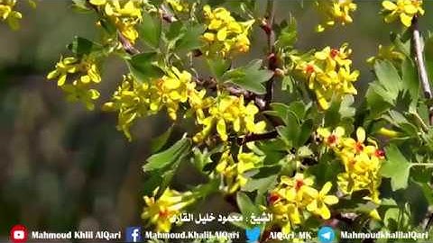 يا أيها الذين آمنوا اتقوا الله وقولوا قولا سديدا |  الشيخ محمود خليل القارئ