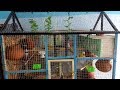 BIRDS CAGE DESIGN | Love Birds House_Nest_Home | Birds Planet