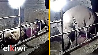 Elefante atacó salvajemente a un grupo de toros