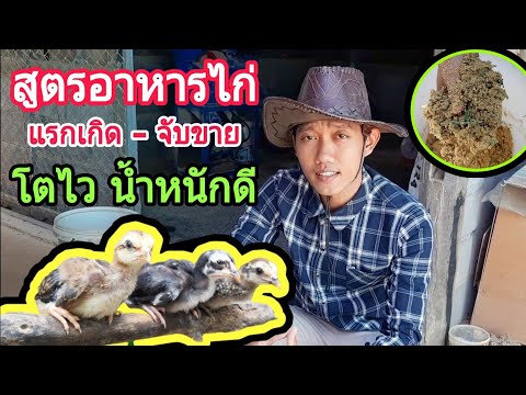 สูตรอาหารไก่ แรกเกิด ถึง จับขาย โตไว น้ำหนักดี : SMILE FARM