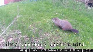 Robin attacks chipmunk and woodchuck has babies! - very active critter corridor
