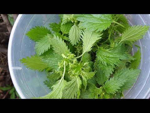 فيديو: كيفية صنع سلطة نبات القراص