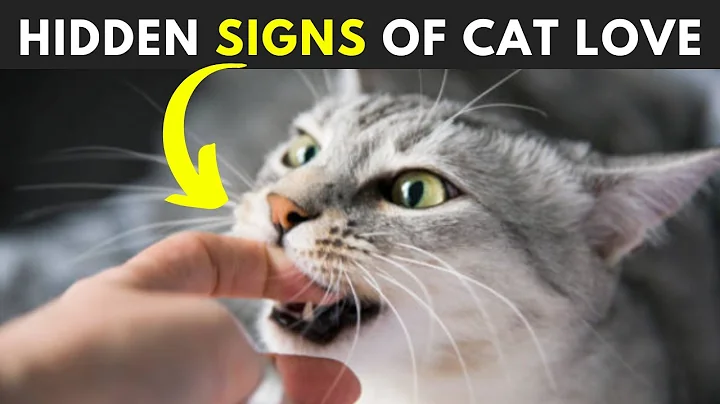 12 Secret Signs Your Cat Loves You But You Don't know - DayDayNews