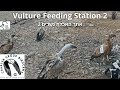 Vulture Feeding Station LIVE CAM 2|Israel Nature and Parks Auth.|The Charter Group of Wildlife Ecol.