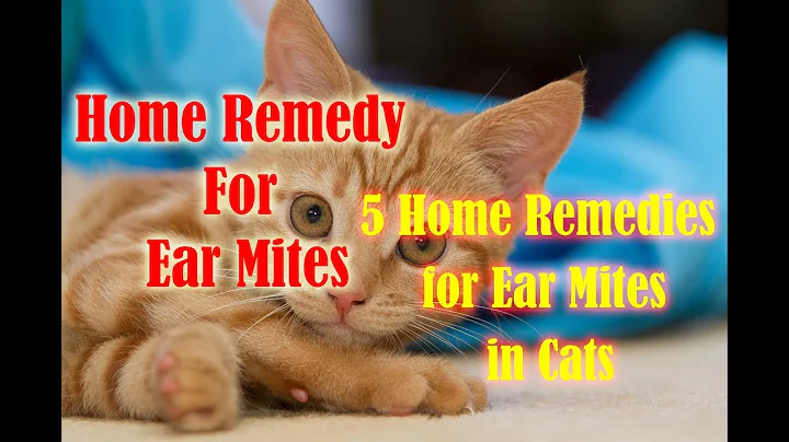 5 Home Remedies for Ear Mites in Cats | home remedy for ear mites
