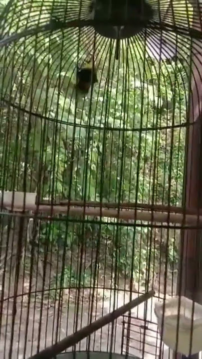 SOGON TETANGGA RASA TENGKEK UDANG