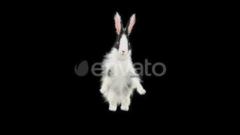 Rabbit Walking HD | Motion Graphics - Envato elements
