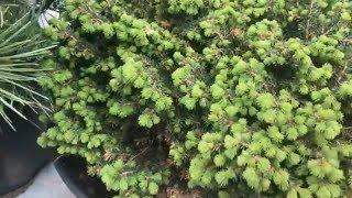 ОБИ. Обзор хвойных растений с ценами.. Мои покупки в ОБИ. Поилка для птиц. ОБИ. Обзор хвойных растений с ценами.. Мои покупки в ОБИ. Поилка для птиц.