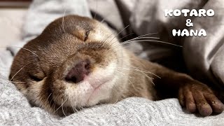 Otters Wrestling on Bed and Sleeping Like Babies