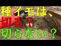 【家庭菜園】 ジャガイモの植え付け 種イモは切るべきか？切らざるべきか？【ジャガイモ】【育て方】