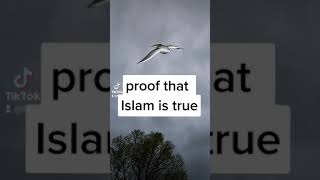 Proof That Islam is True | How Birds Fly