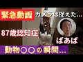 【SOS】87歳認知症ばあばと33歳こどおじ(孫)二人暮らし【ラグドール】【ハゴロモセキセイインコ】