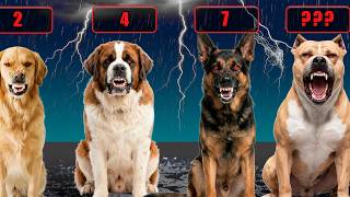 Dog Breeds By Aggression Level Who Is Most Aggressive?