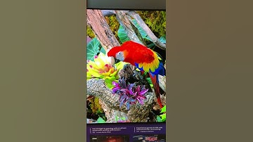 Even recording this in 4k it does no justice on how well the color an detail looked on this monitor