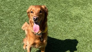 Charli at the dog park