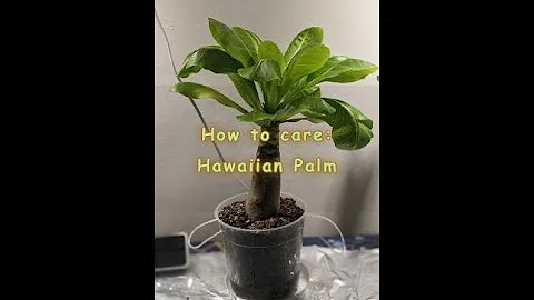 How to care: Hawaiian Palm