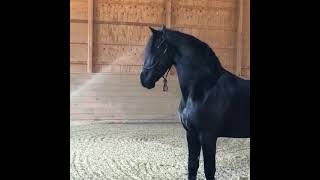 BLACK FRIESIAN IMPORTS Yke 17 hands, 8 yr old Gelding for your consideration! BLACK FRIESIAN IMPORTS Yke 17 hands, 8 yr old Gelding for your consideration!