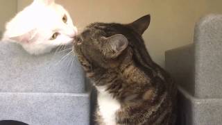 Bonded pair of cats are best friends by cats uk 164 views 7 years ago 37 seconds