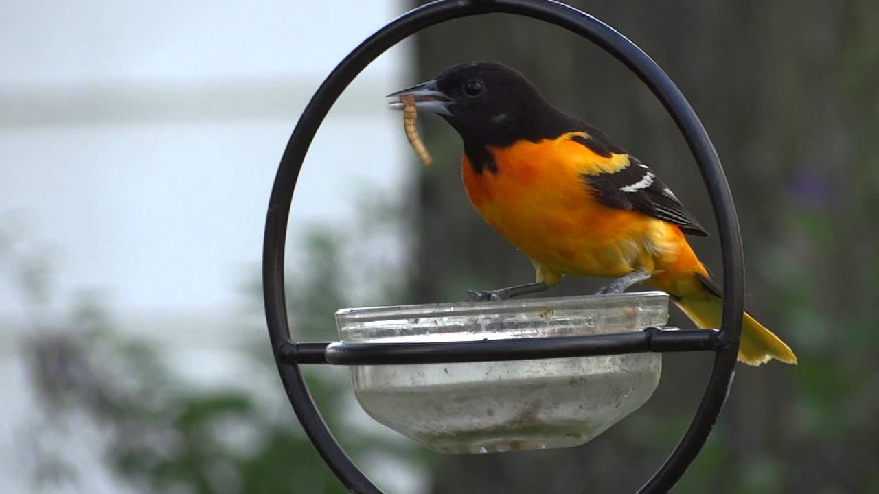 Male Baltimore Oriole
