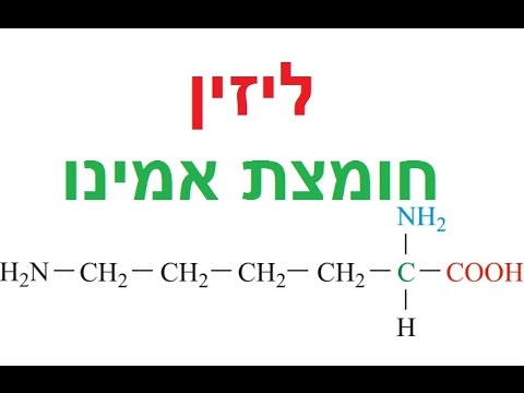 ליזין, חומצת אמינו, Lysine, ליזין יתרונות, ליזין לטיפול בהרפס, ליזין מקורות, קובי עזרא