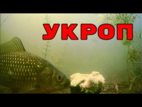 Добавил свежего Укропа в Прикормку! Карась в ВОСТОРГЕ! Подводная съемка