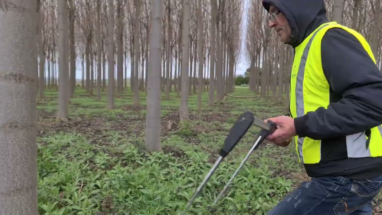 Paulownia trees ready for maturity cutting in 2024 ( English subtitle)