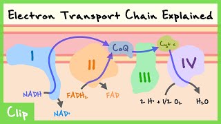 Electron Transport Chain Explained (Complex 1-4, Q Cycle, Reduction Potential) | Clip