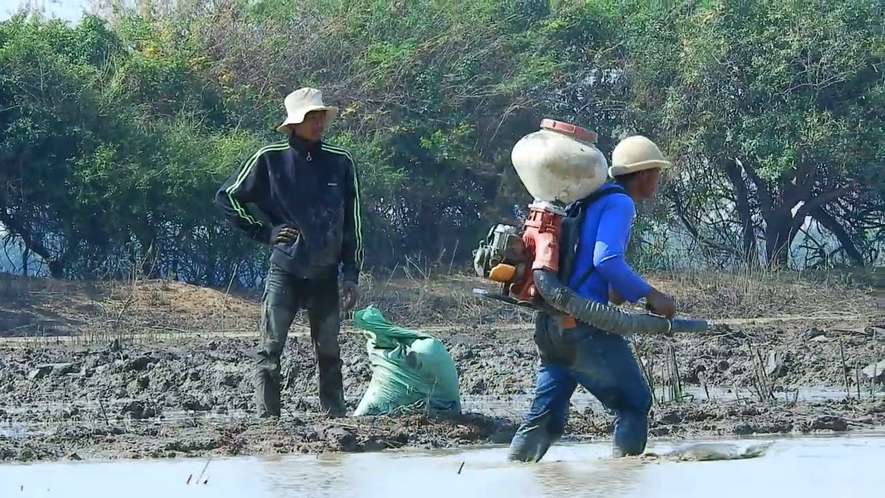 The Cambodian people make farming method for 3 months harvesting
