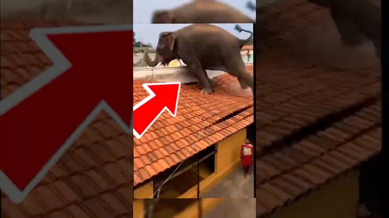 Original Title & Thumbnail