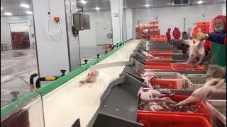 Duck weight sorting machine. Duck grading scale. Duck sorting equipment.Customization is supported.