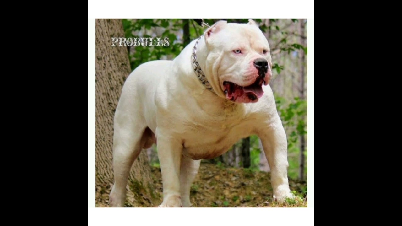 pitbull dog status all dog