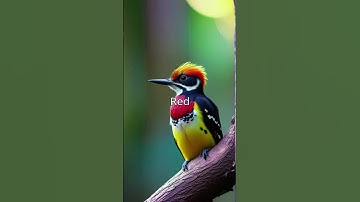 Fire bird is real or spiritual #firebird #sprituality #animallover #shorts