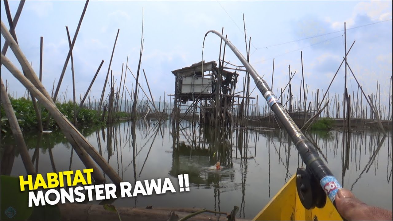 RAHASIA TERBONGKAR‼️ Spot Tersembunyi Penghasil Babon Rawa Pening, Strike Tanpa Henti !!