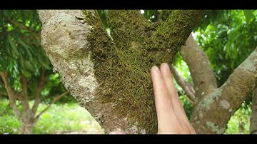 Khoanh Gốc Vải Thiều Lục Ngạn Đón Hoa 2023 l Núi Đồi Lục Ngạn