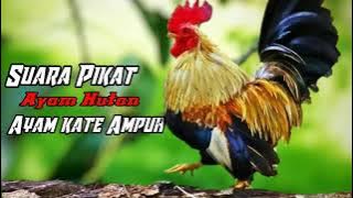 suara pikat ayam hutan ayam Kate paling ampuh dan dicari 100 % berhasil