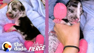 Tiniest Puppy Grows Up To Be HUGE| The Dodo Little But Fierce Resimi