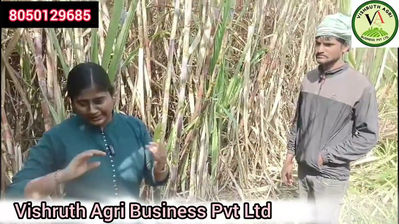 ಮೀನು ಗೊಬ್ಬರದಿಂದ ಅದ್ಭುತ ಫಲಿತಾಂಶ! ಕೃಷಿಯಲ್ಲಿ ಹೊಸ ಪರಿವರ್ತನೆ