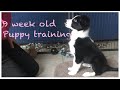 Training a 9 week old Border collie puppy basic obedience の動画、YouTube動画。