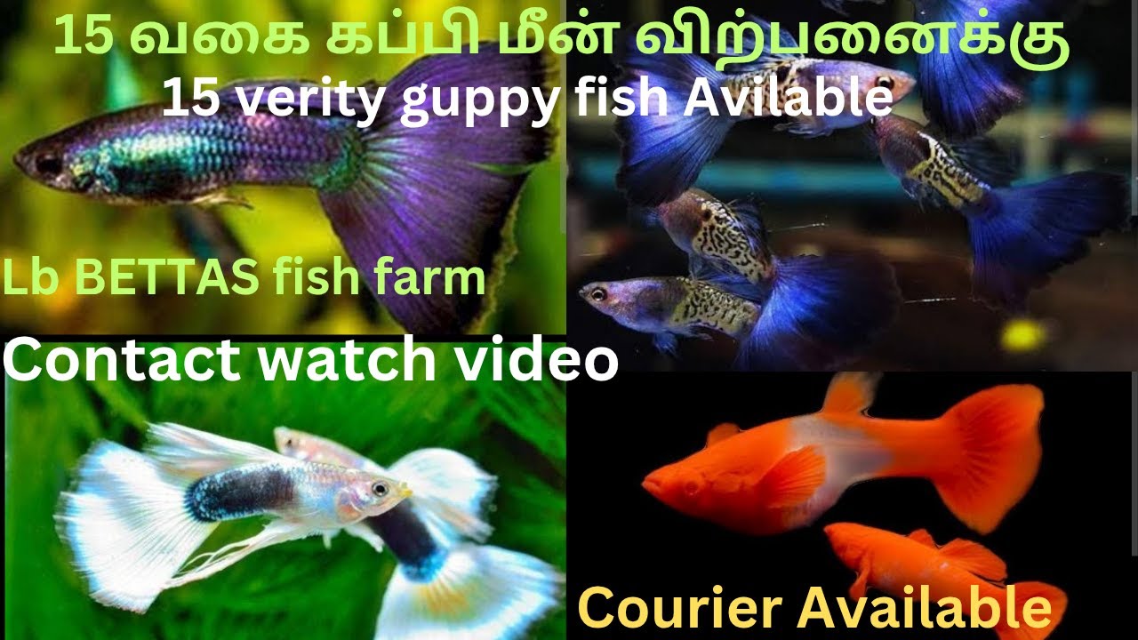 15 வகை கப்பி மீன் விற்பனைக்கு /15verity Guppy fish Avilable /lb betta&Guppy farm