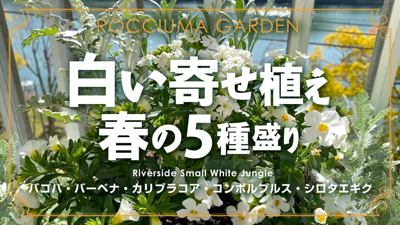 ４月 白い寄せ植え 春の５種盛り Youtube