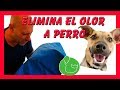 Como ELIMINAR el OLOR a PERRO de tu casa (También Pís y Popo en la cama)