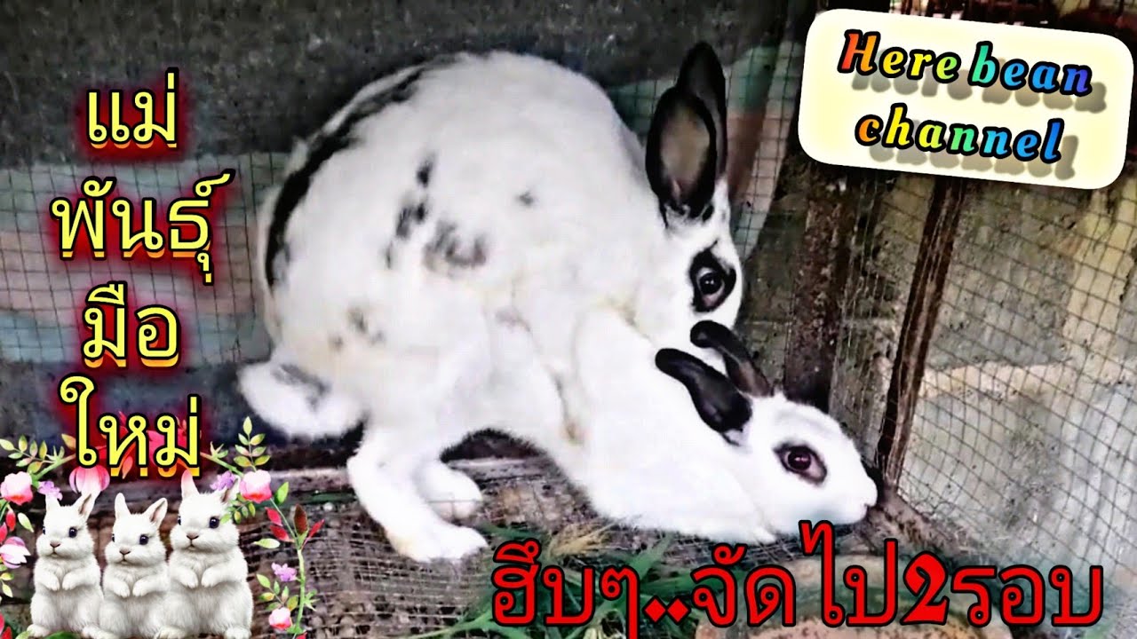 ผสมพันธุ์ กระต่าย...แม่พันธุ์ มือใหม่ (อีก1เดือนมาลุ้นกัน) | ข้อมูล ... ผสมพันธุ์ กระต่าย...แม่พันธุ์ มือใหม่ (อีก1เดือนมาลุ้นกัน) | ข้อมูล ...