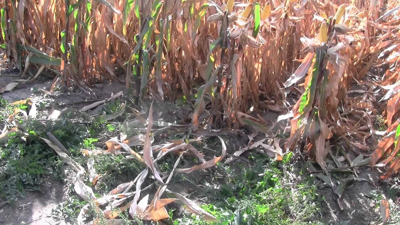 2012 Corn Plot Soule Farms, Croswell, Michigan Part 2 YouTube