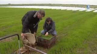 En Charente-Maritime, on cultive la salicorne...