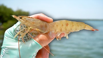 How to Catch Redfish on Live Shrimp!