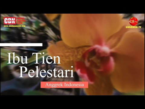 Ibu Tien Pelestari Anggrek Indonesia